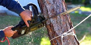 Best Commercial Tree Services  in Rio Vista, CA