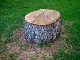 Best Tree Disease Treatment  in Rio Vista, CA