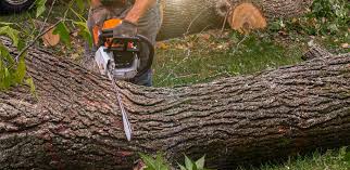 Best Grass Overseeding  in Rio Vista, CA