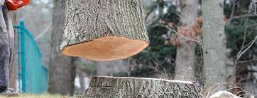 Best Tree Risk Assessment  in Rio Vista, CA