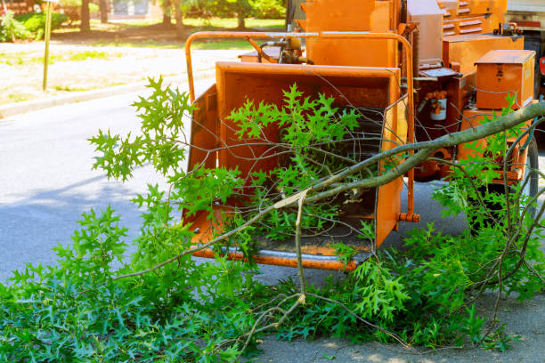 Best Lawn Drainage Solutions  in Rio Vista, CA