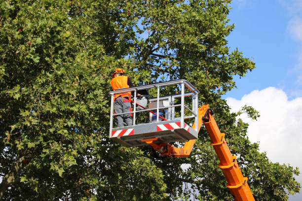  Rio Vista, CA Tree Services Pros