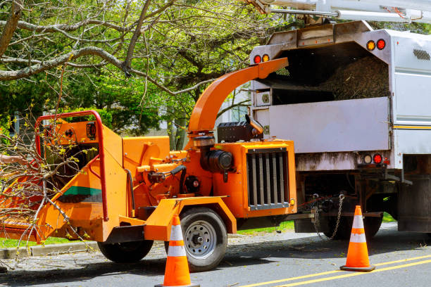 Reliable Rio Vista, CA Tree Services Solutions