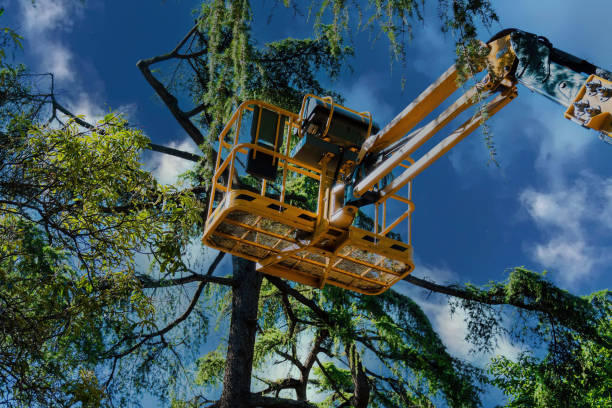 Professional Tree Services in Rio Vista, CA