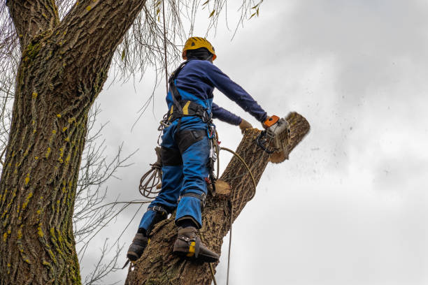 How Our Tree Care Process Works  in  Rio Vista, CA