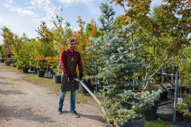 How Our Tree Care Process Works  in  Rio Vista, CA